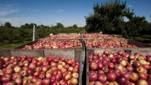 Undă verde pentru exportul de fructe