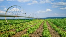 Noi oportunități de promovare a producției agricole pe piața externă