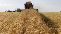 Fraude la acordarea subvențiilor pentru agricultori