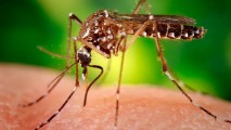VIRUSUL Zika Cercetătorii brazilieni au găsit virusul în glandele salivare ale țânțarului obișnuit