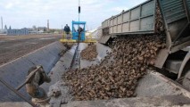 Mold-street: Cel mai mare producător de zahăr a devenit şi cel mai mare producător de energie regenerabilă