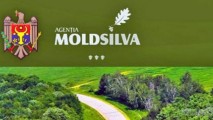 Неэффективный менеджмент Moldsilva привел к большим убыткам