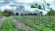 MAIA: Pierderile în agricultură din cauza îngheţului încă nu pot fi estimate