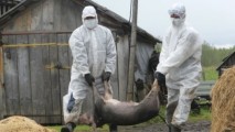 ANSA: Focar de pestă porcină africană lângă granița Republicii Moldova