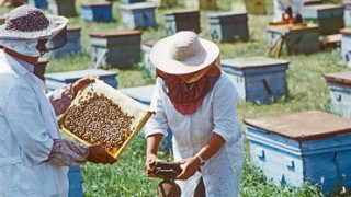 Пчеловоды Молдовы: меда все меньше, проблем все больше