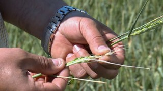 Слободзейские аграрии прогнозируют серьёзные потери урожая озимых